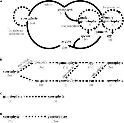 Cultivar Development of Kelps for Commercial Cultivation—Past Lessons and Future Prospects